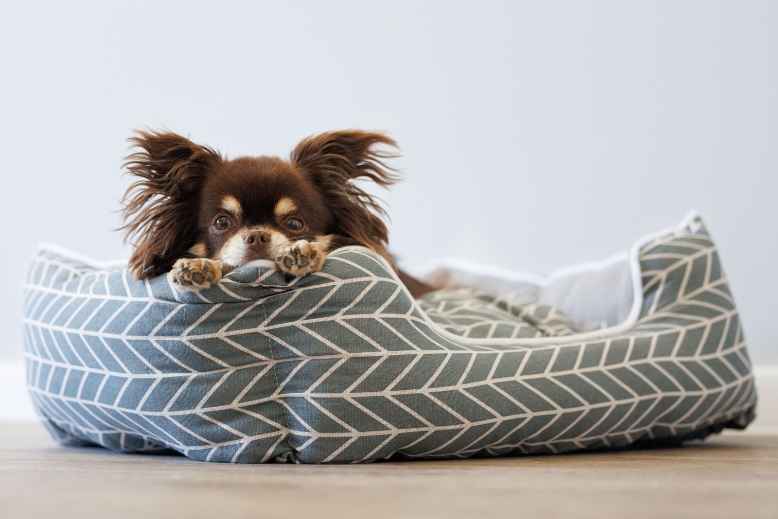 dog in dog bed