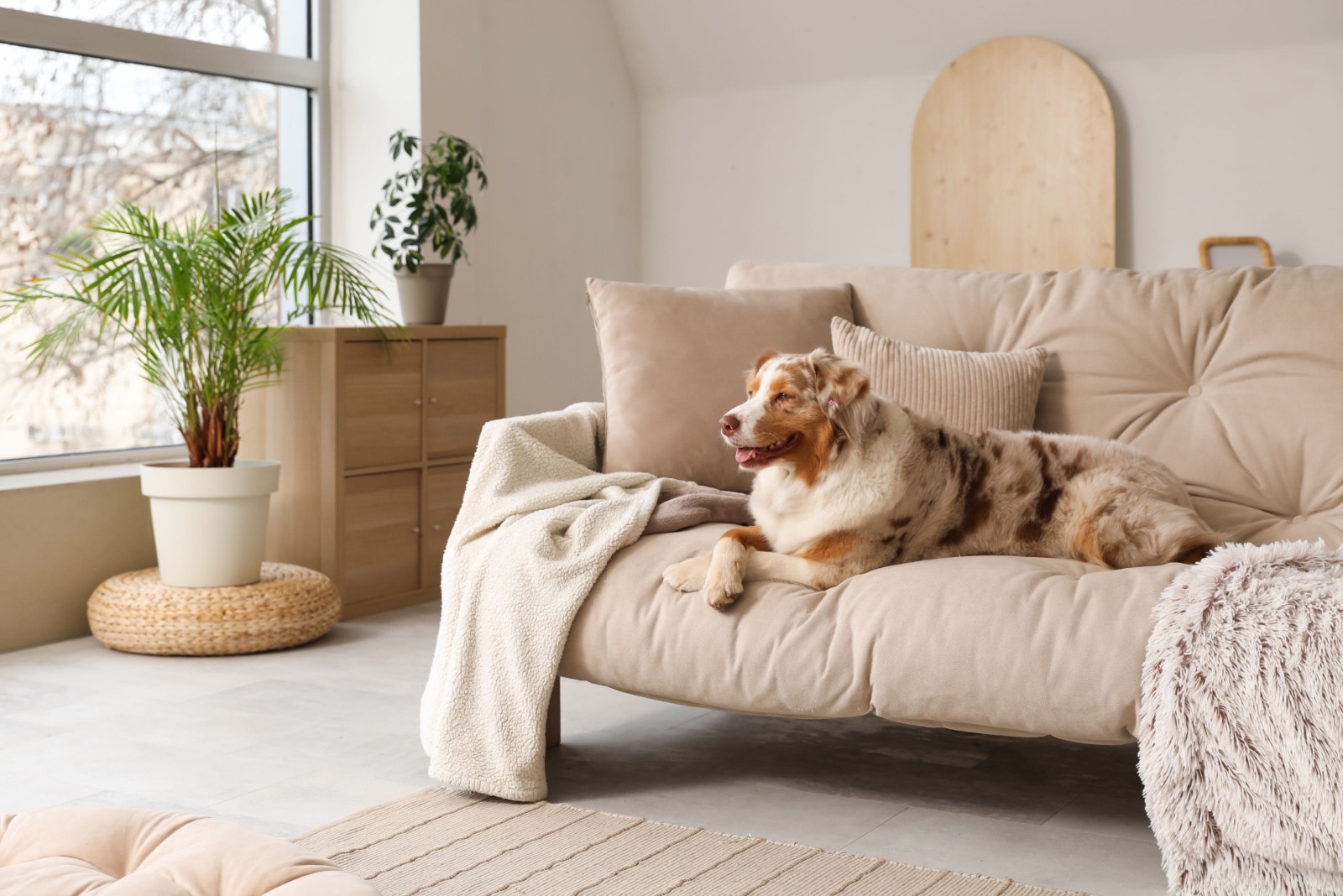 dog laying on couch