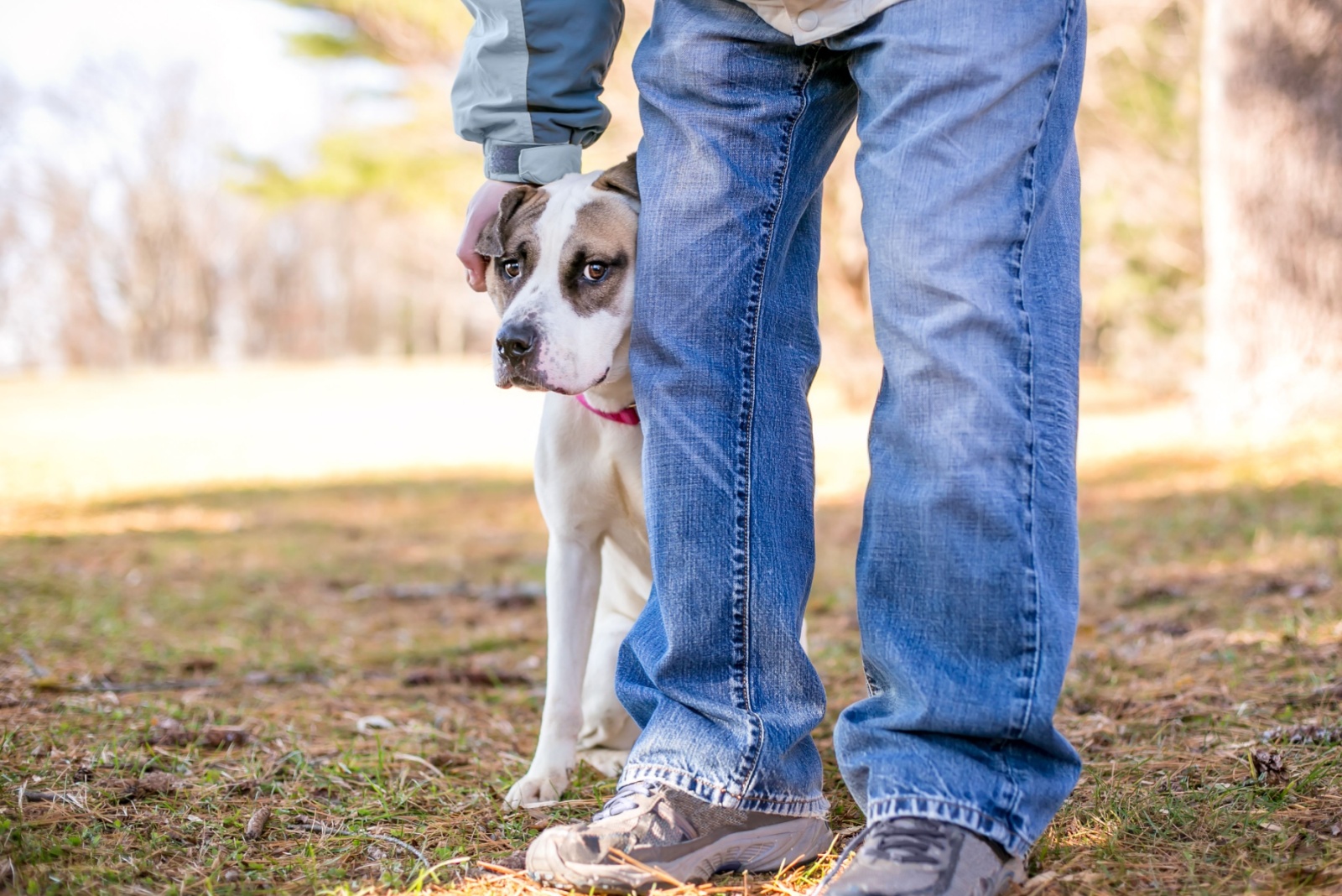 dog leaning on owner