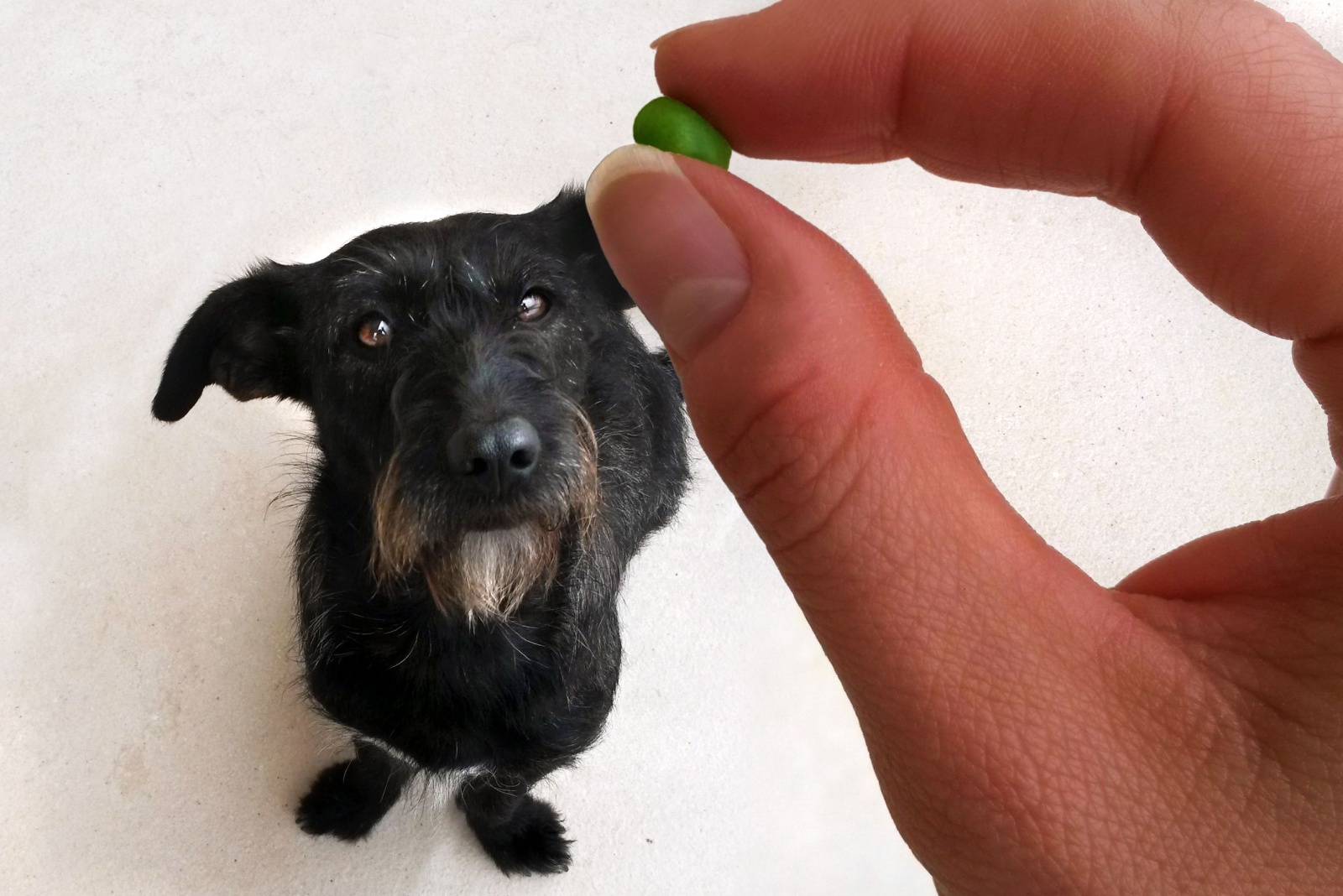 dog looking at pea in womans hand