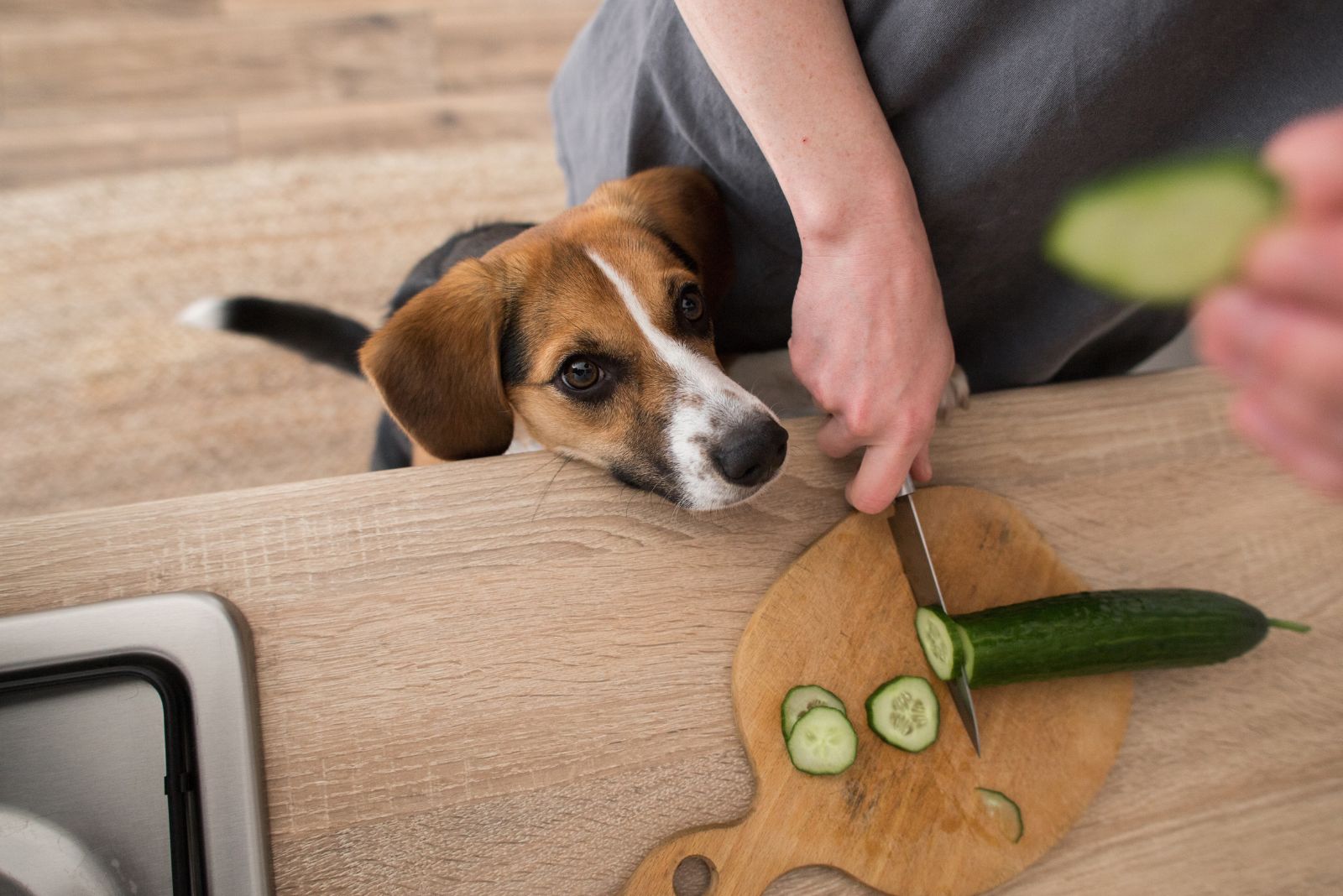 dog looking at woman cutting cucumber