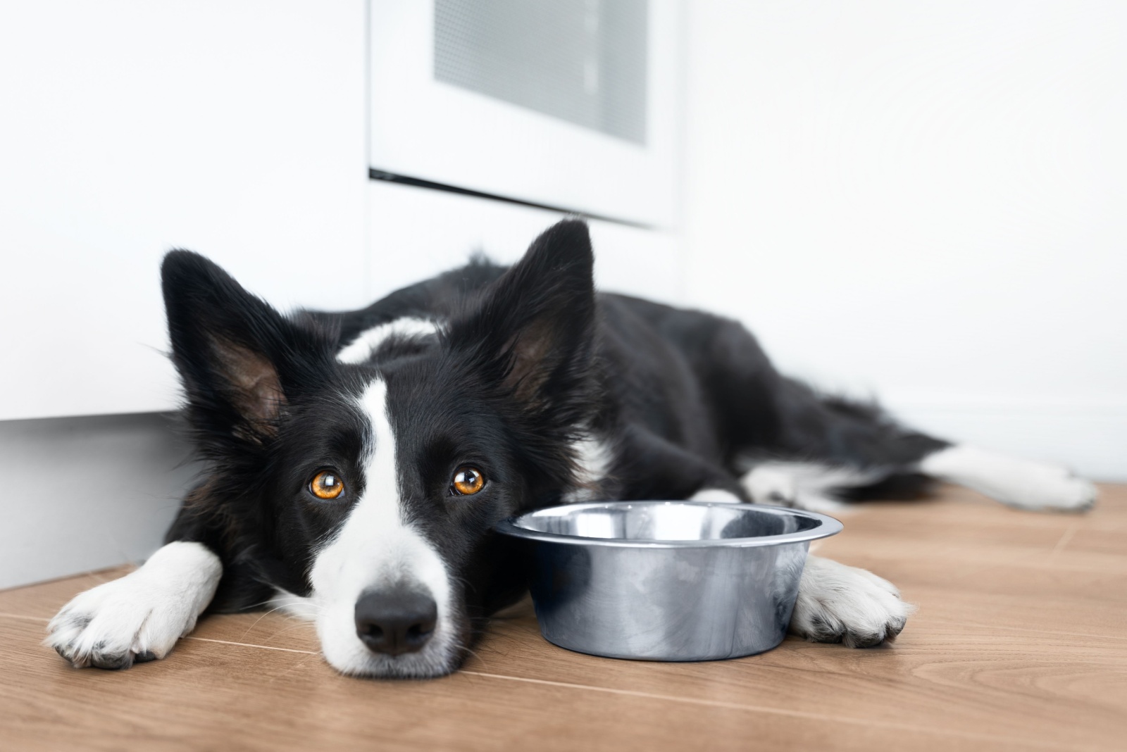 dog next to dog bowl