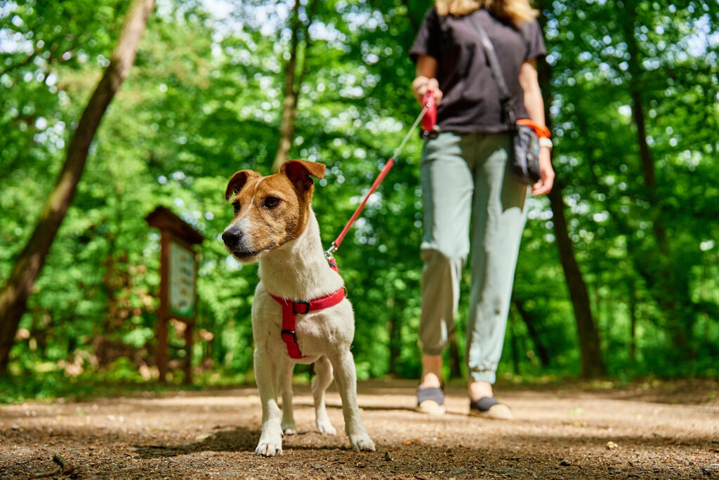 dog on a leash