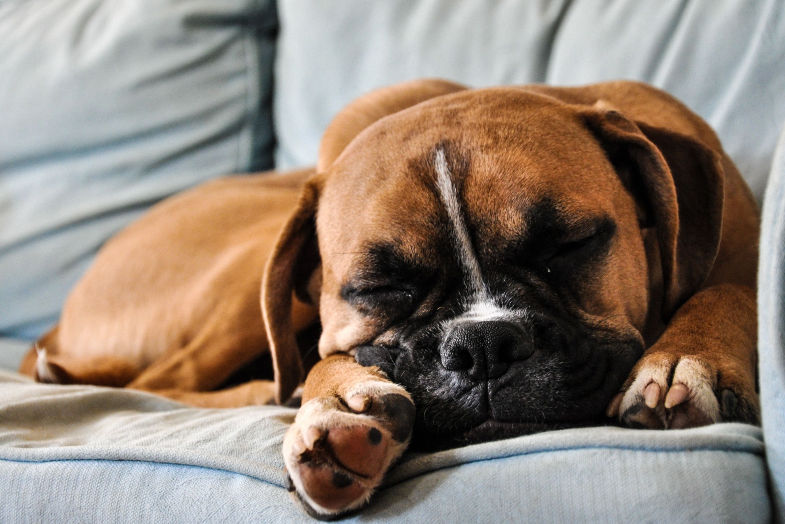 dog sleeping