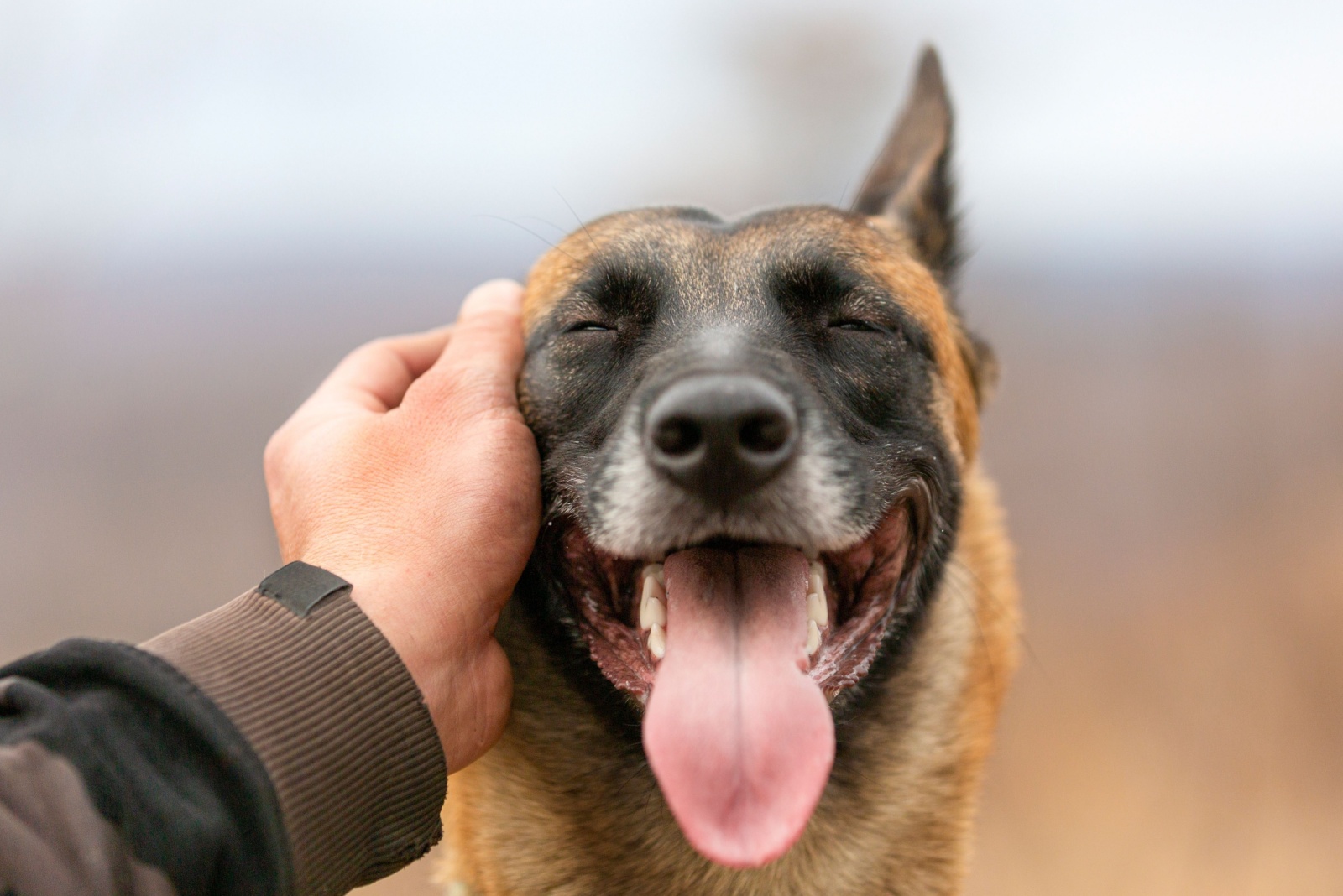 dog smiling