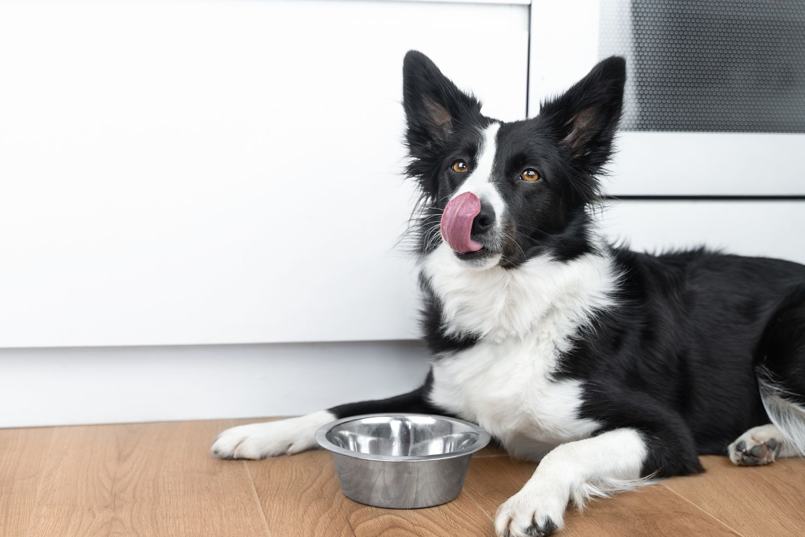 dog waiting for food