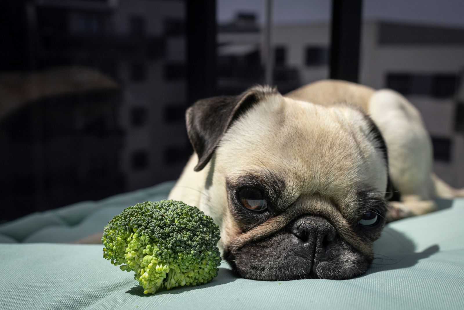 dog with broccoli