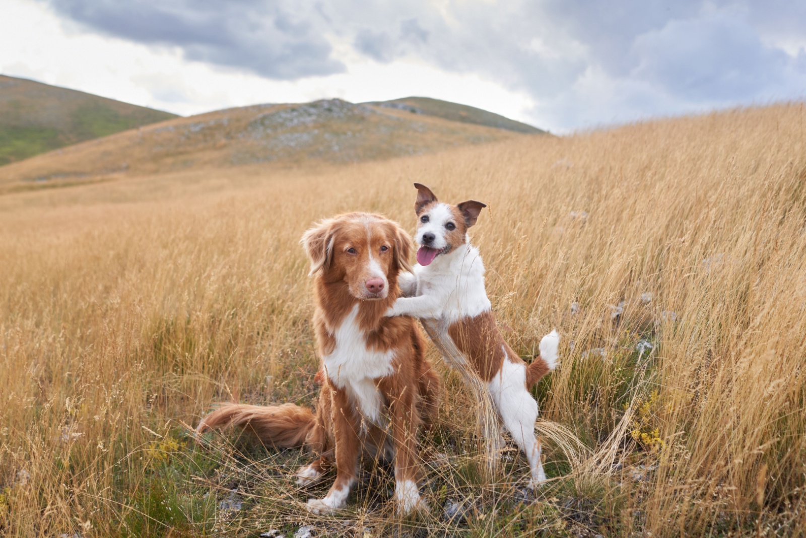 dogs playing