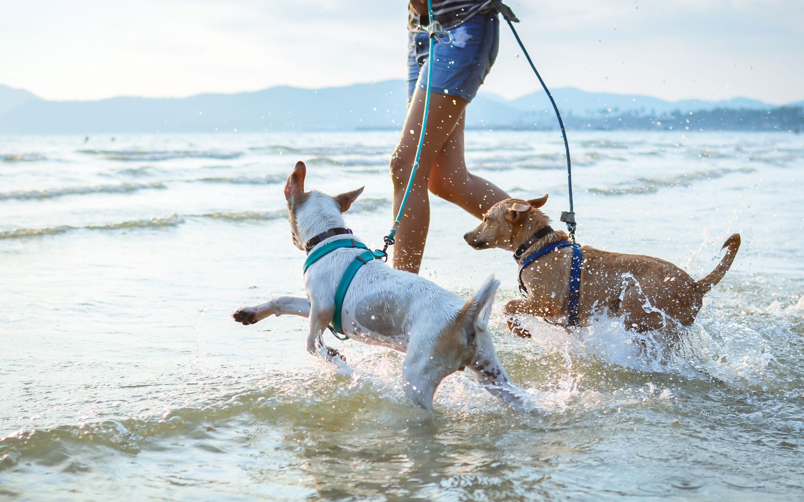 dogs running in water