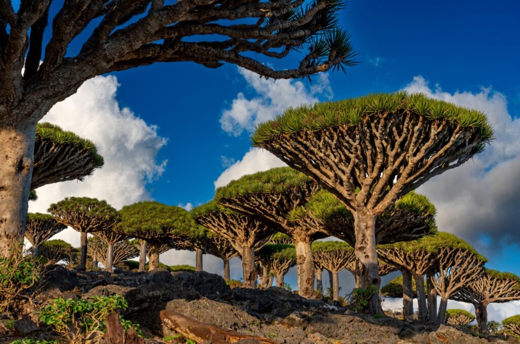 dragon tree