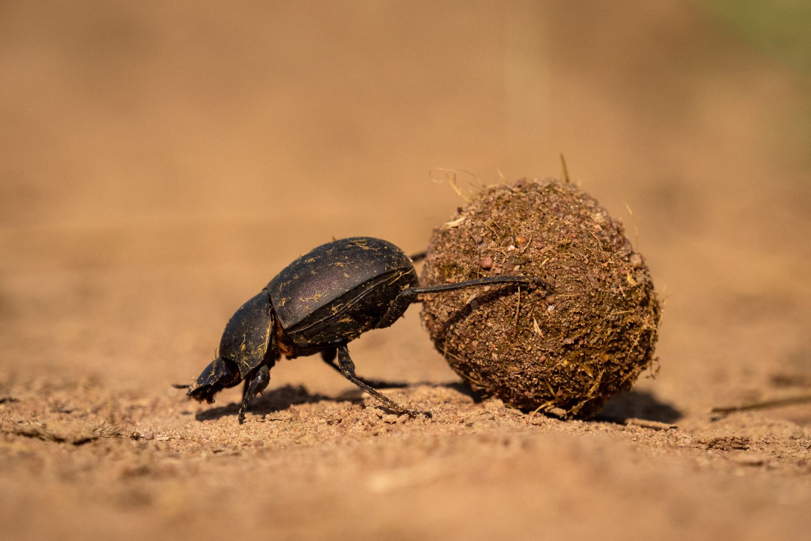 dung beetles