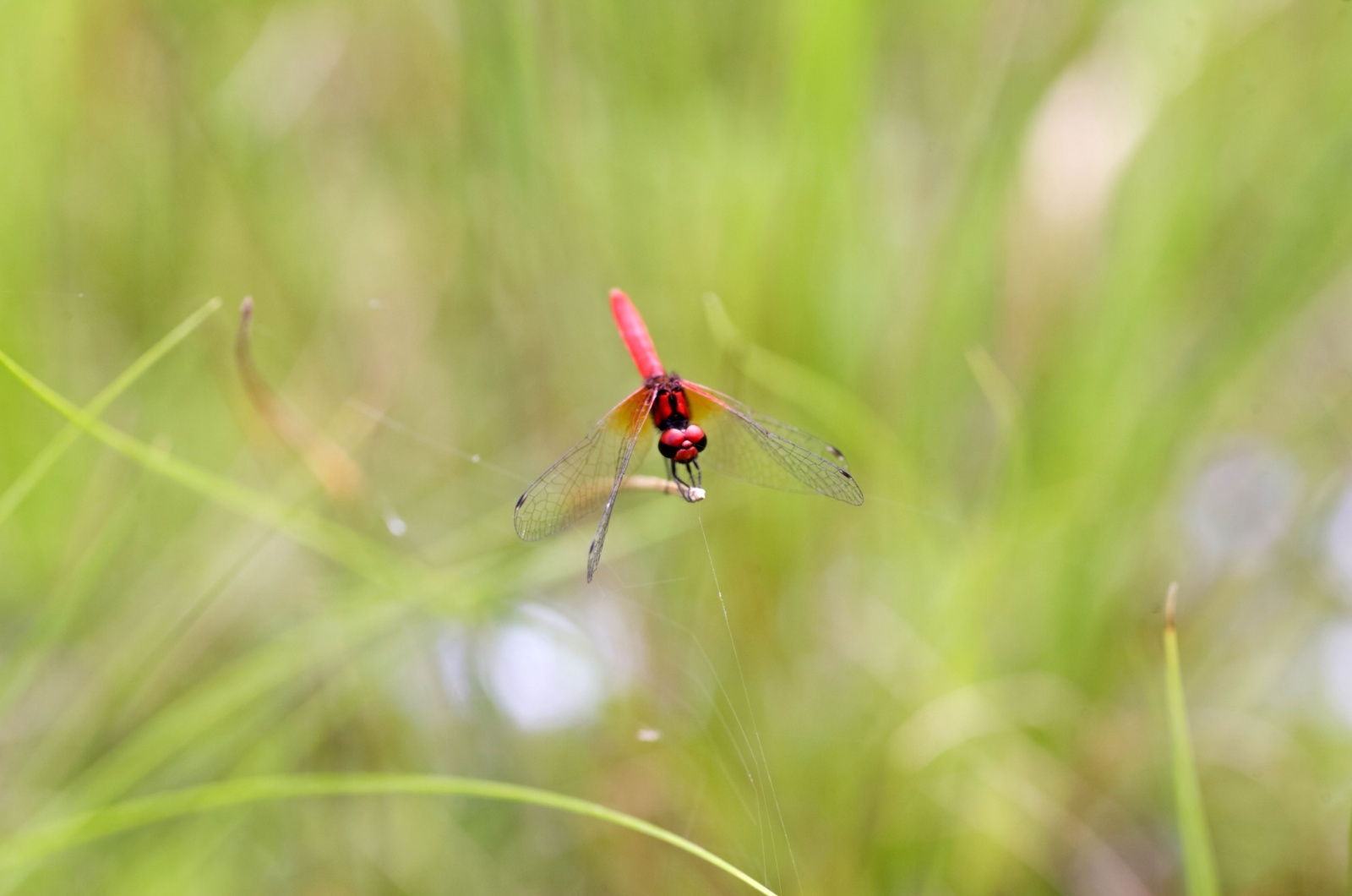 dwarf dragonfly