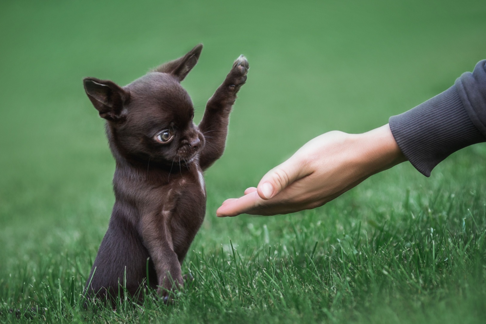 early puppy training