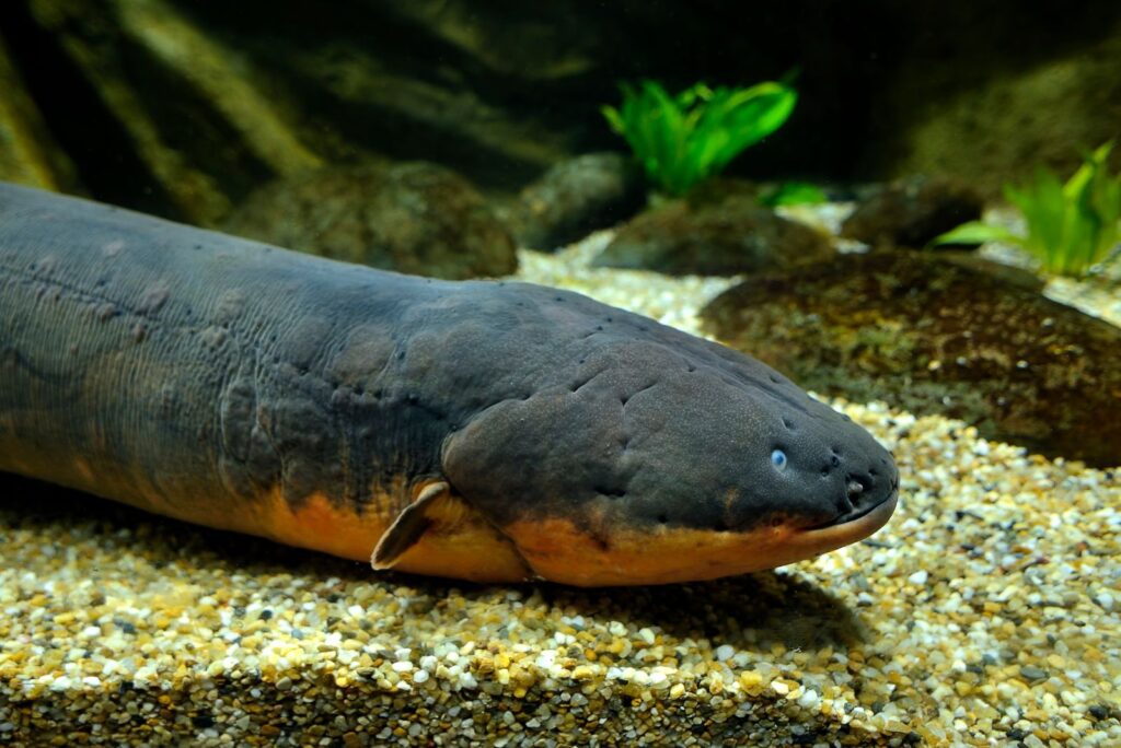 electric eel