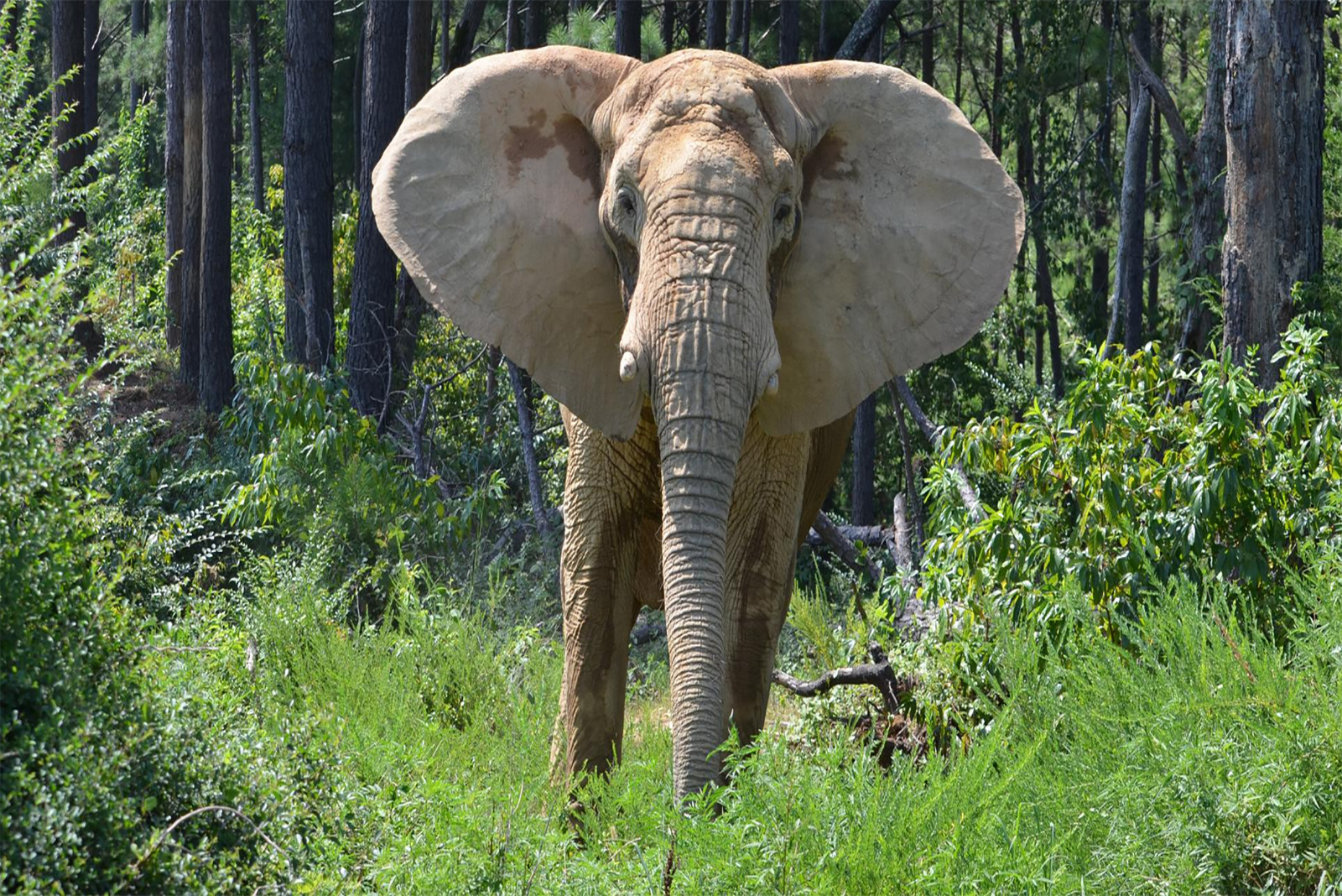 elephant in wood