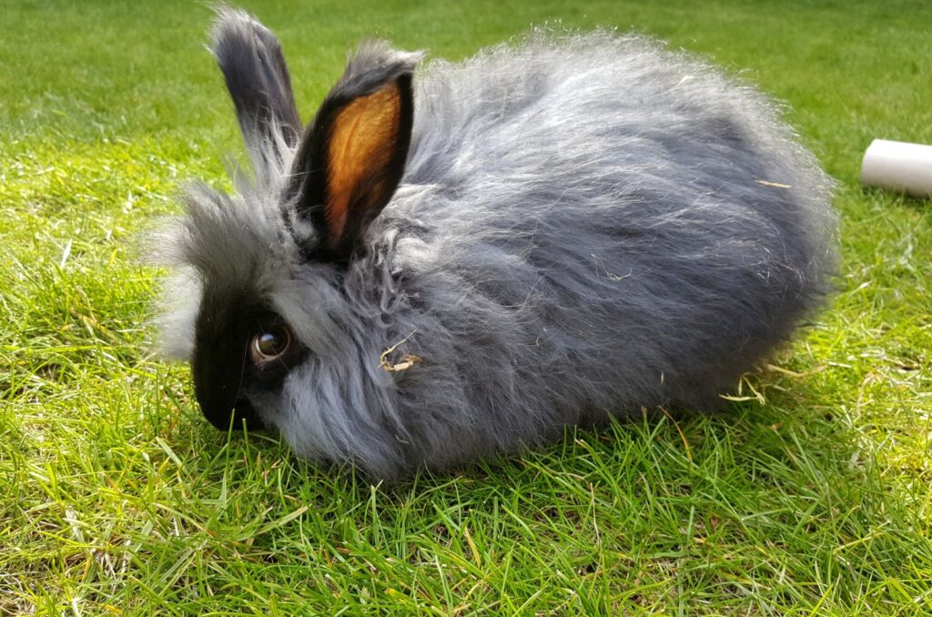 english angora