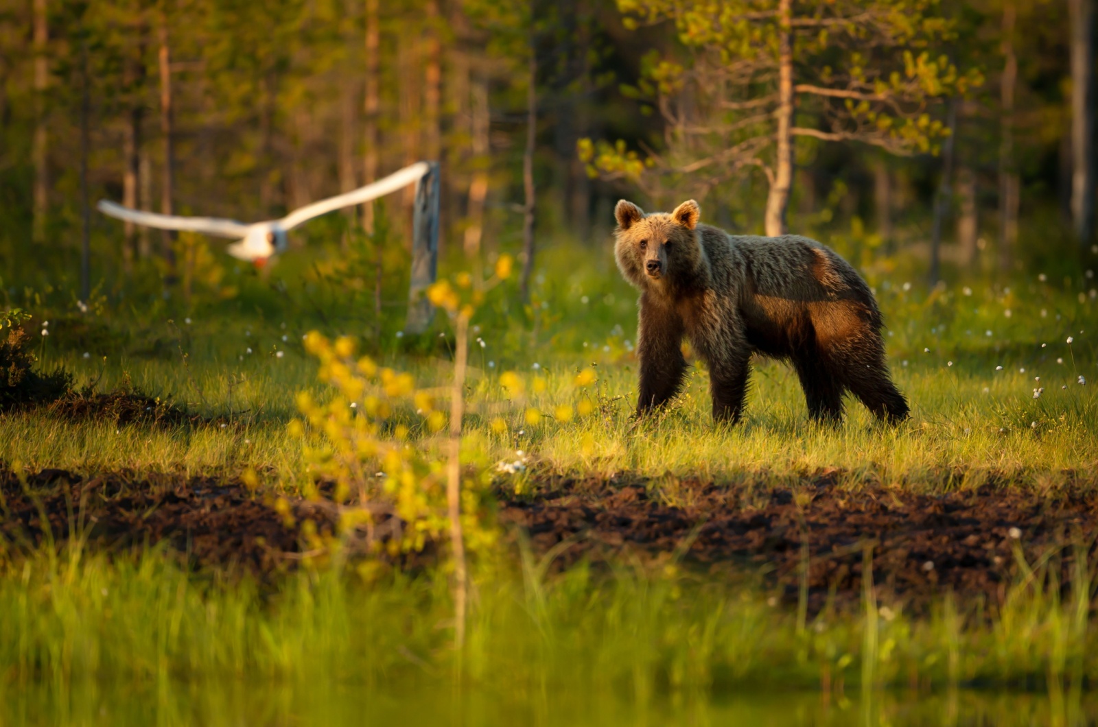 eurasian bear