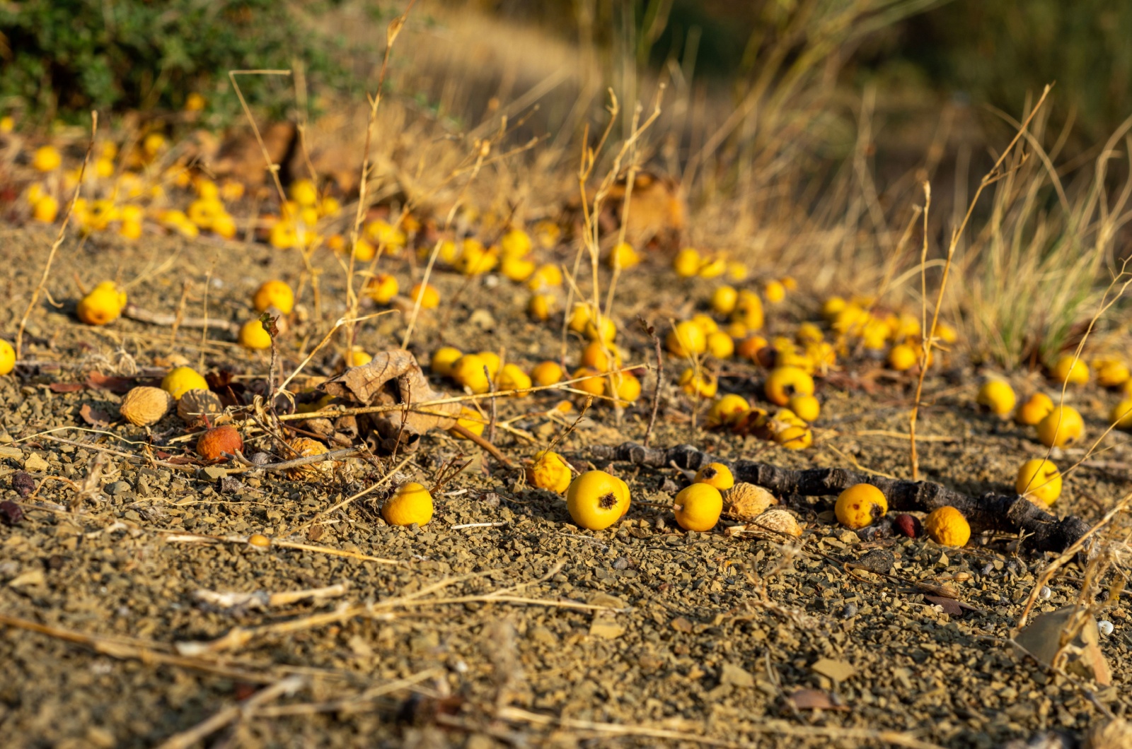 fallen fruit