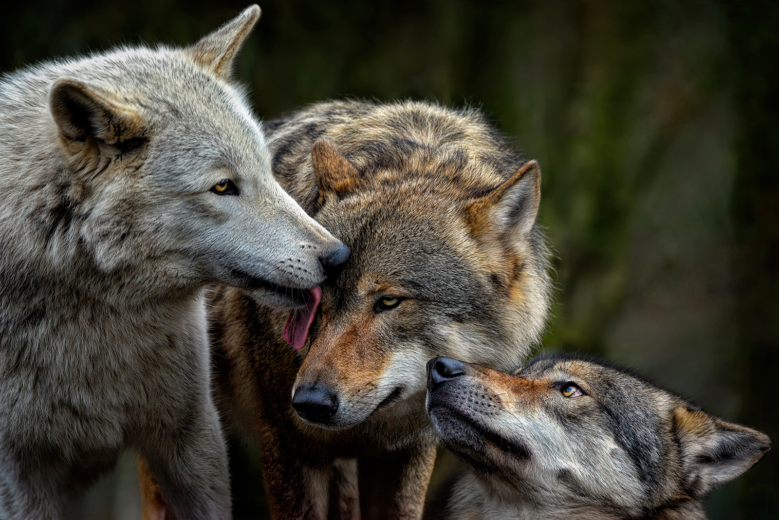 family of wolfs