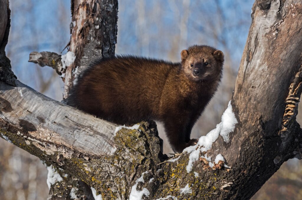 fisher cat