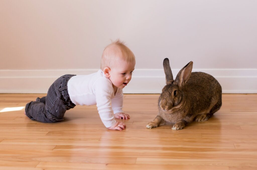 flemish giant