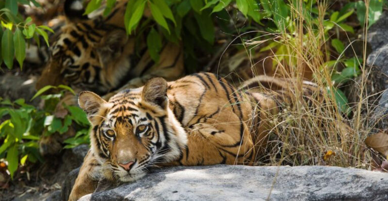 6 Smart Strategies That Helped India Successfully Double Its Tiger Population