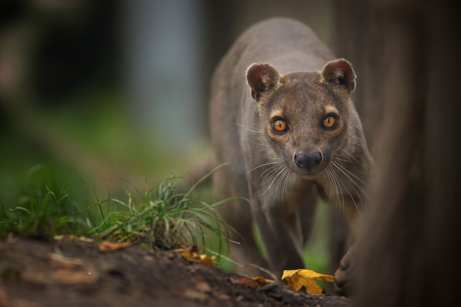 fossa