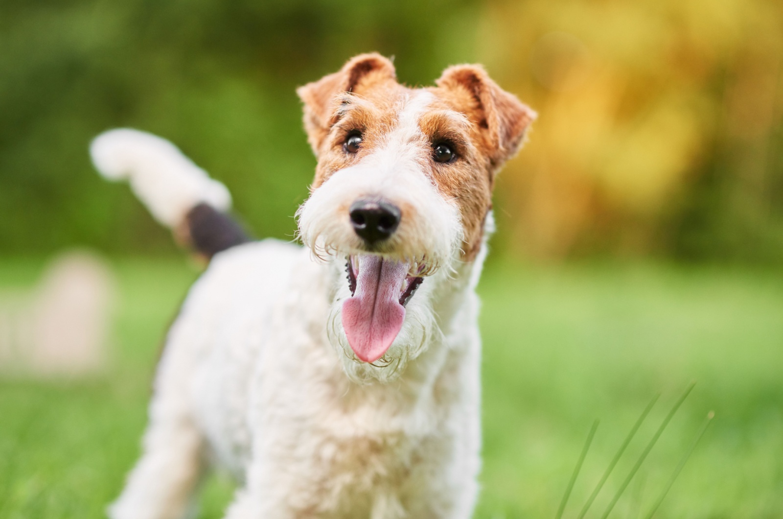 fox terrier