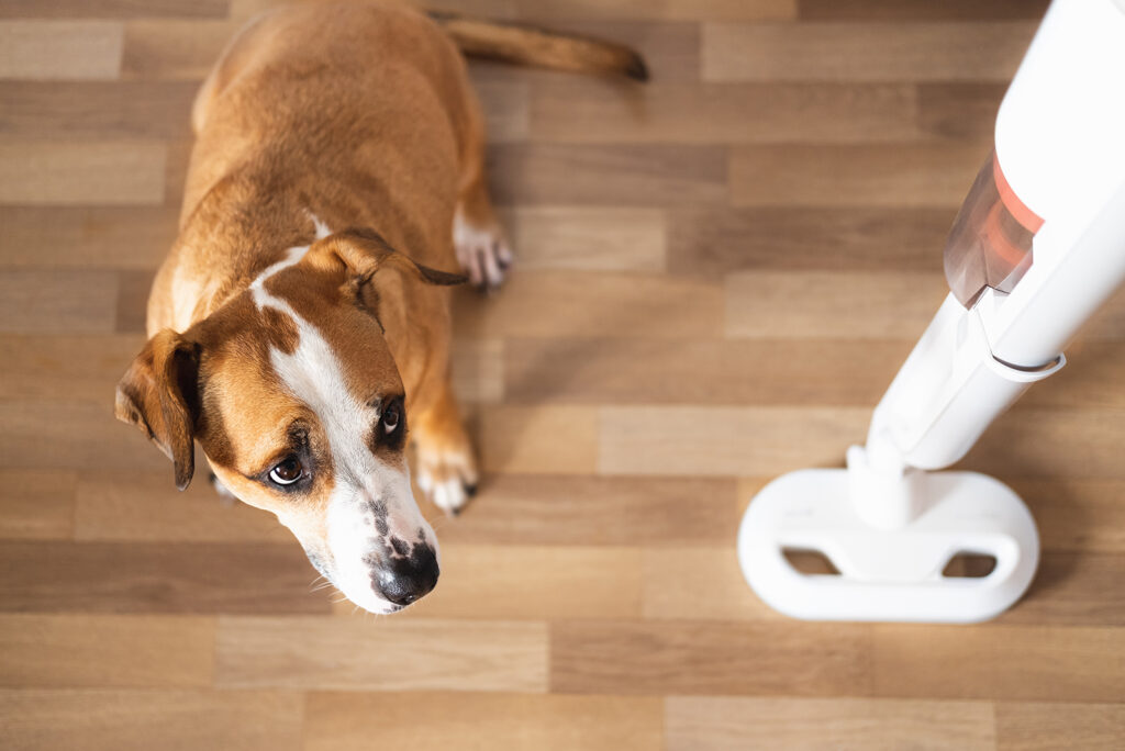 frightened dog next to the vacuum cleaner