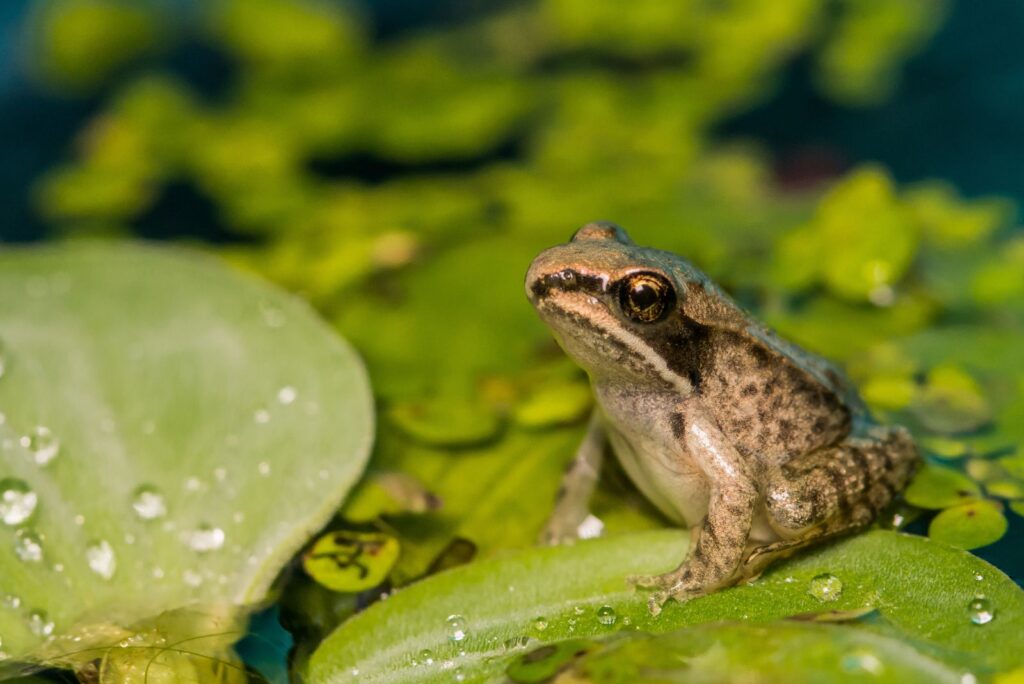 frog