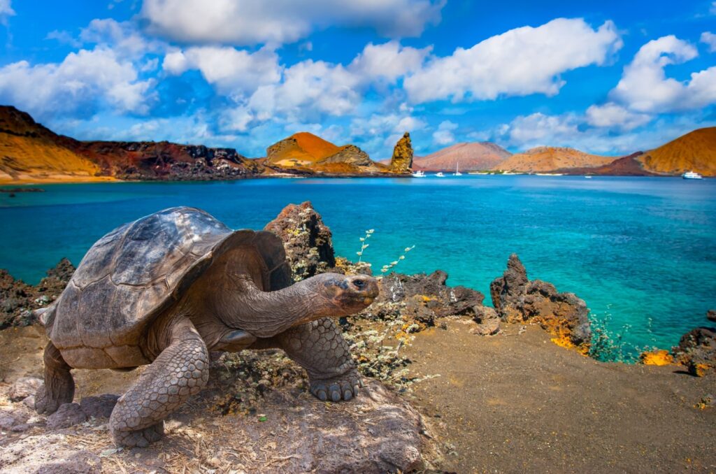 galapagos turtle