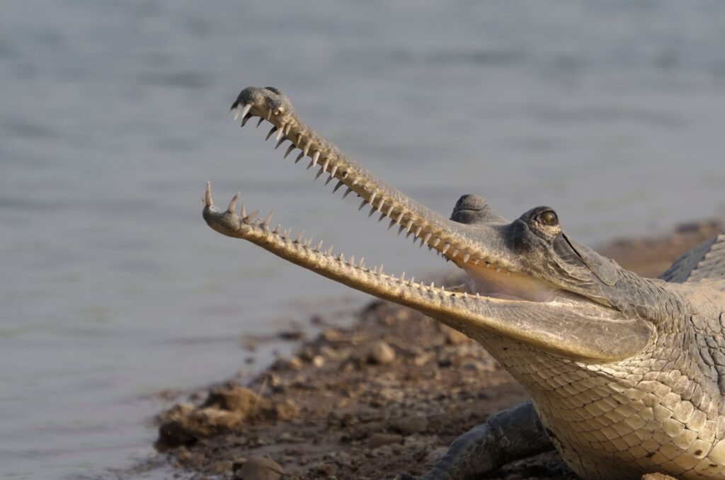 gharial