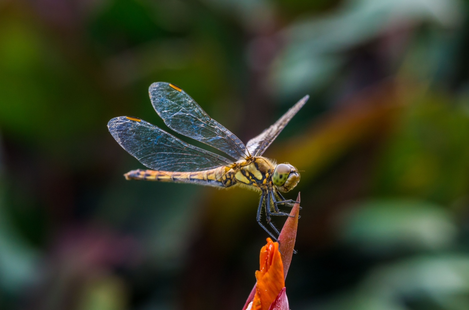 globe skimmer