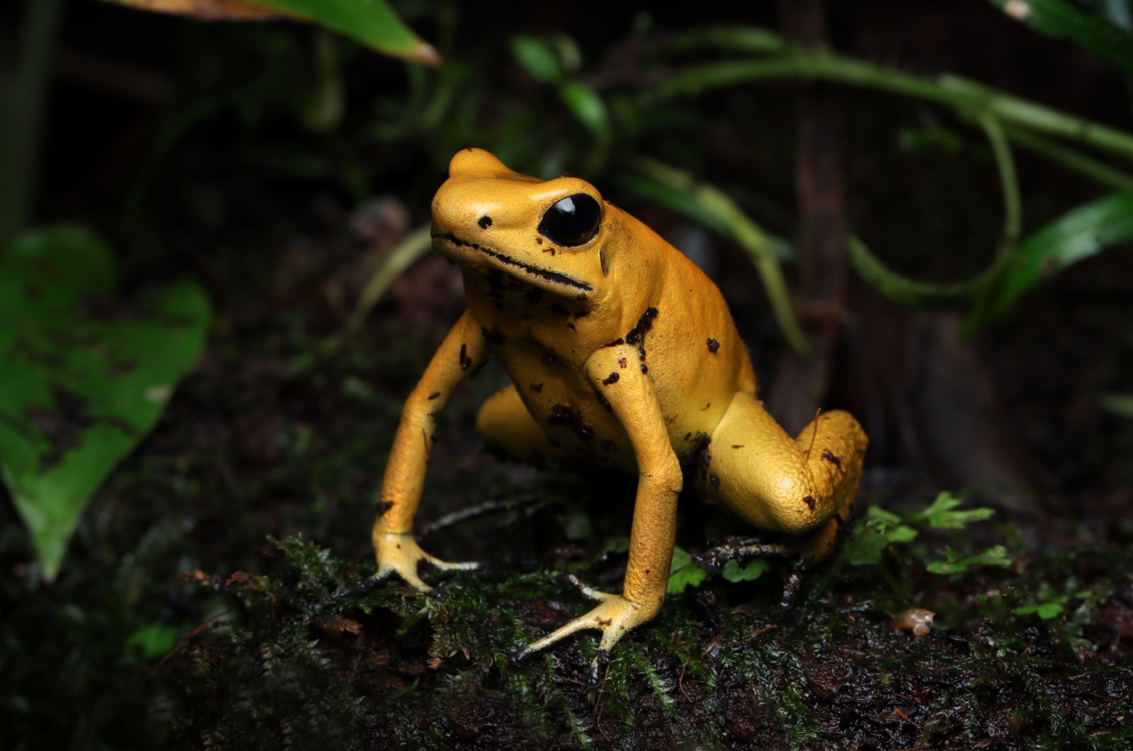 golden poison dart frog