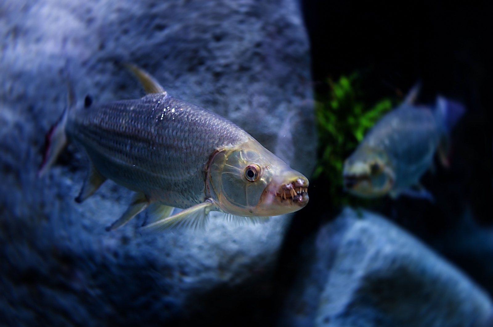 goliath tigerfish