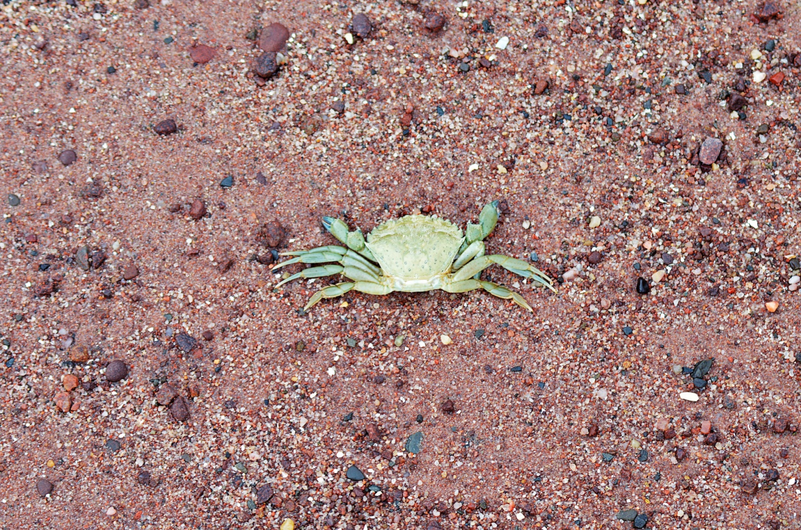 green crab