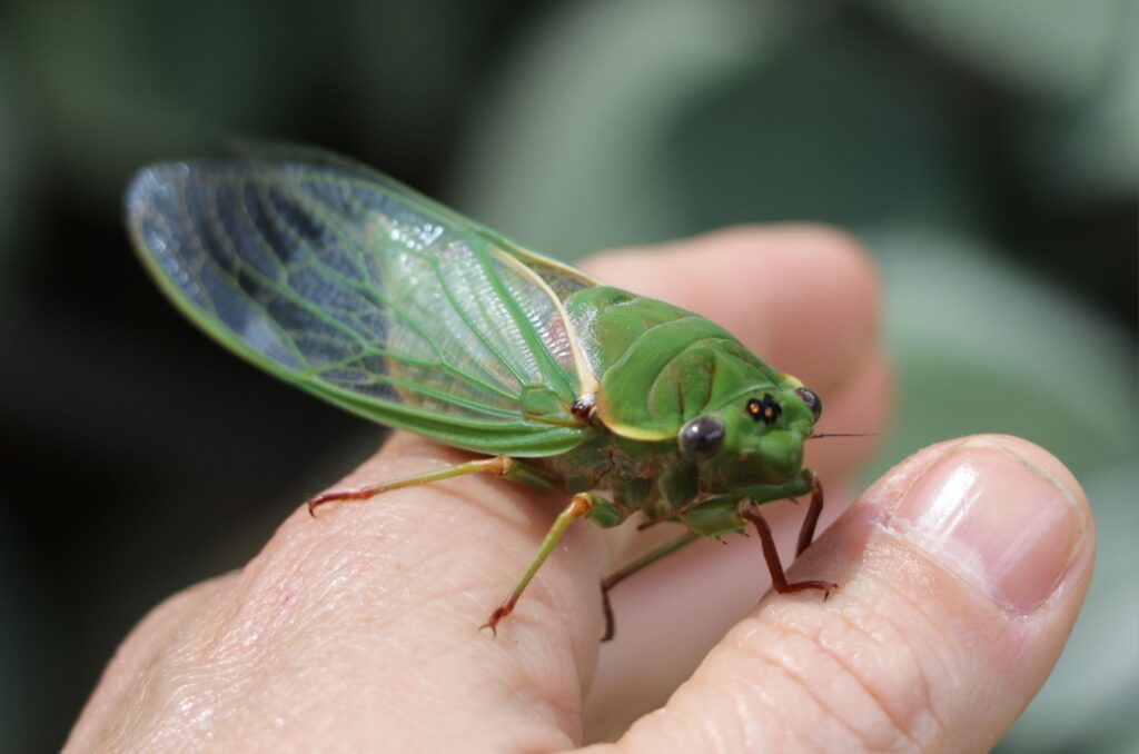 green grocer cicada