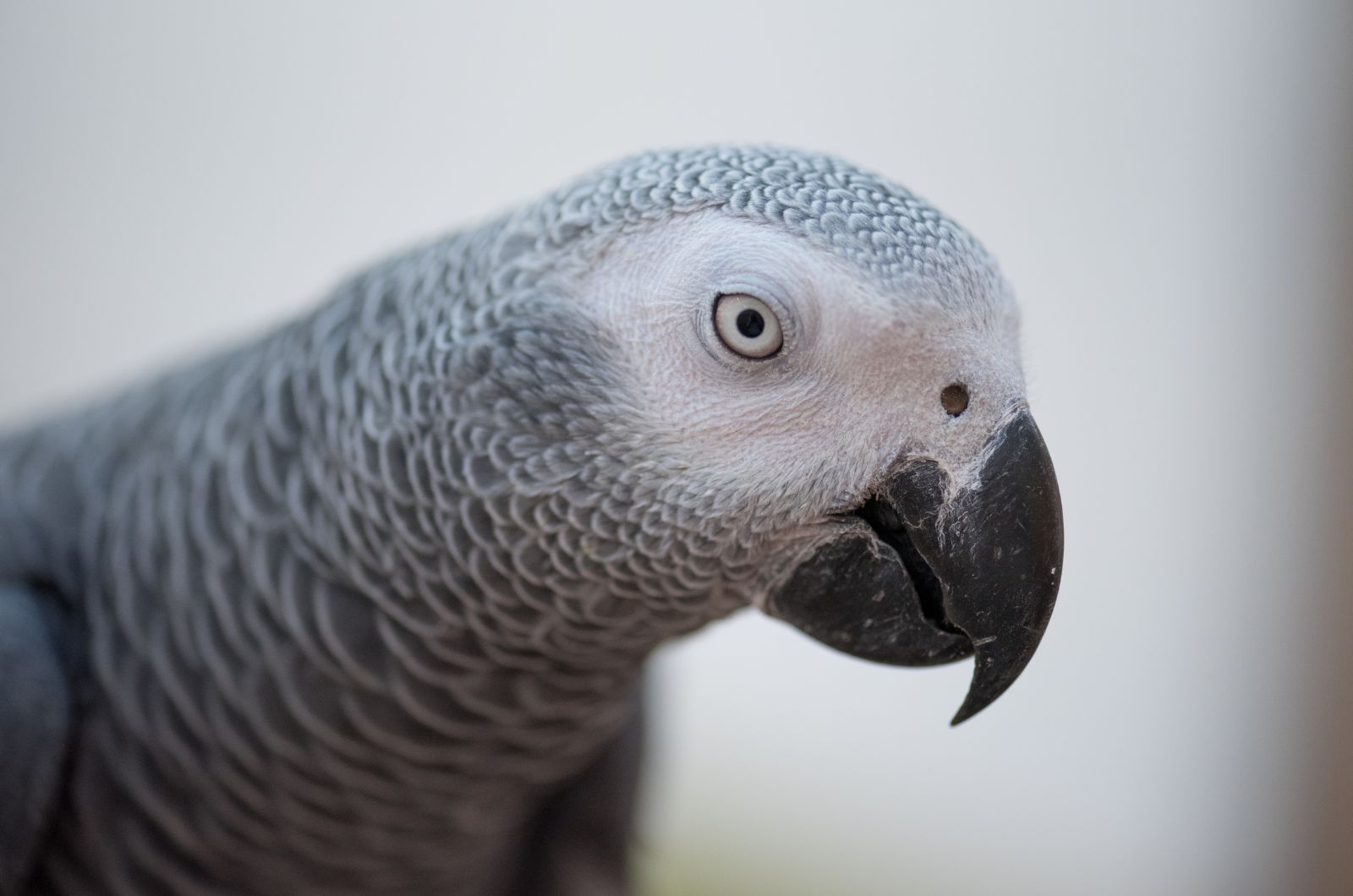 grey parrot