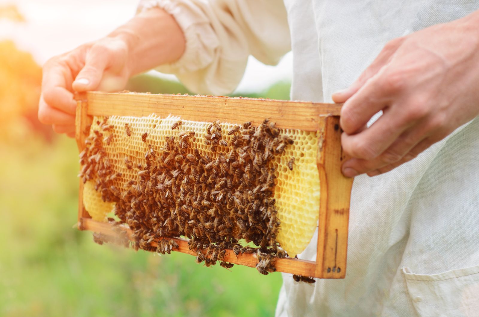 hands holding a hive