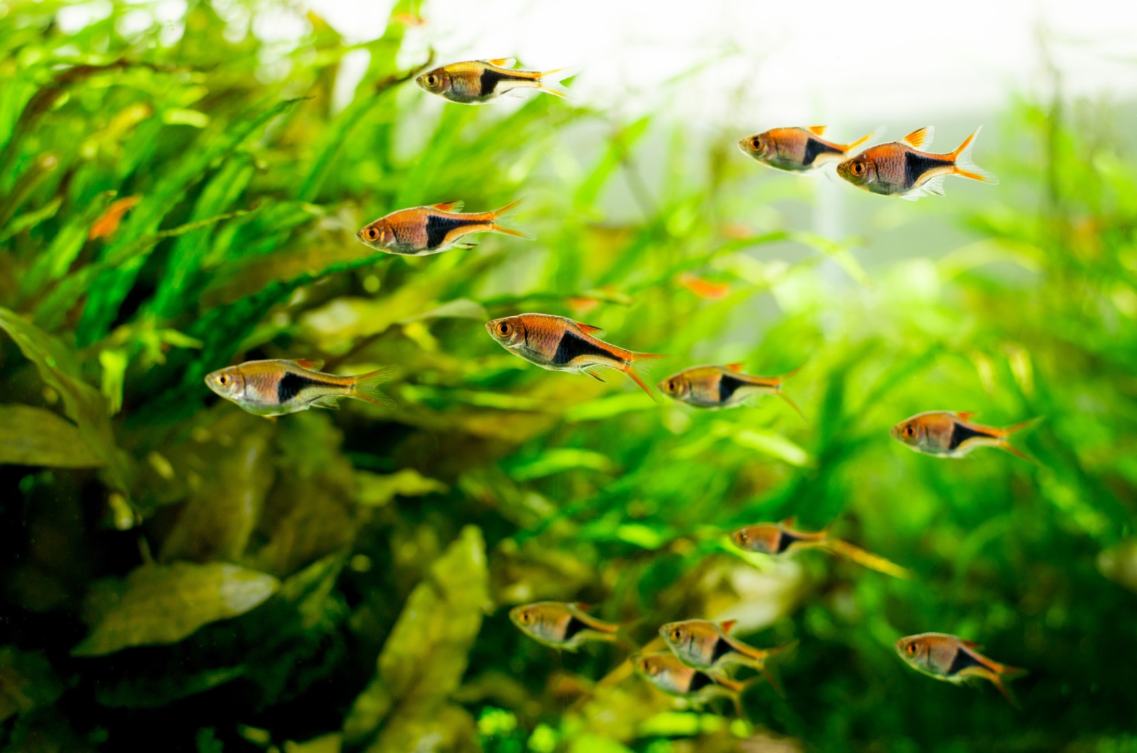 harlequin rasbora