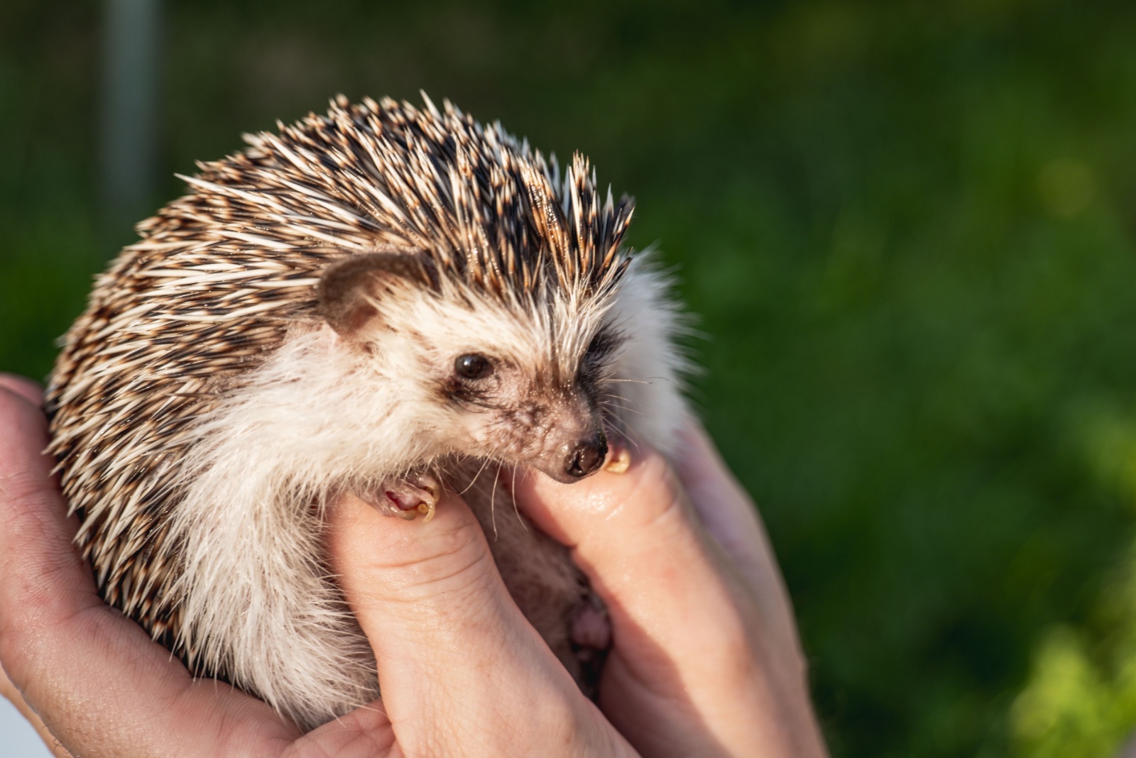 hedgehog