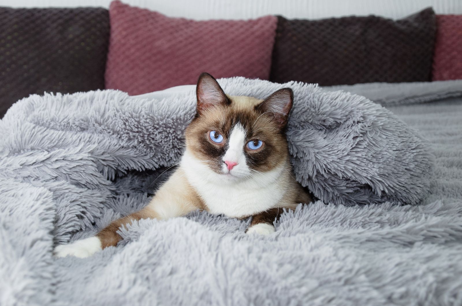 13 Gorgeous Snowshoe Cat Colors And Patterns You'll Adore