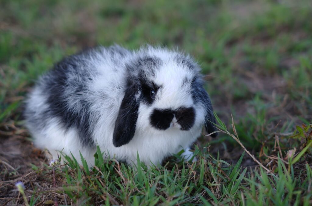 holland lop