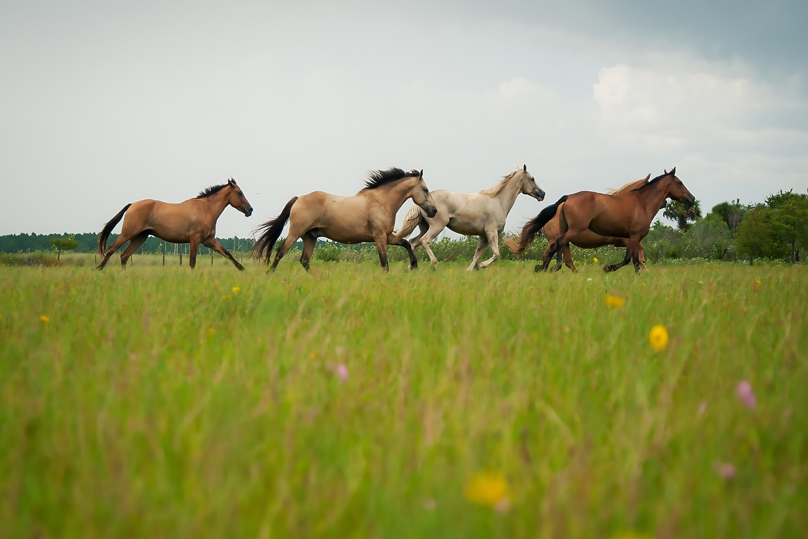 horses on the field