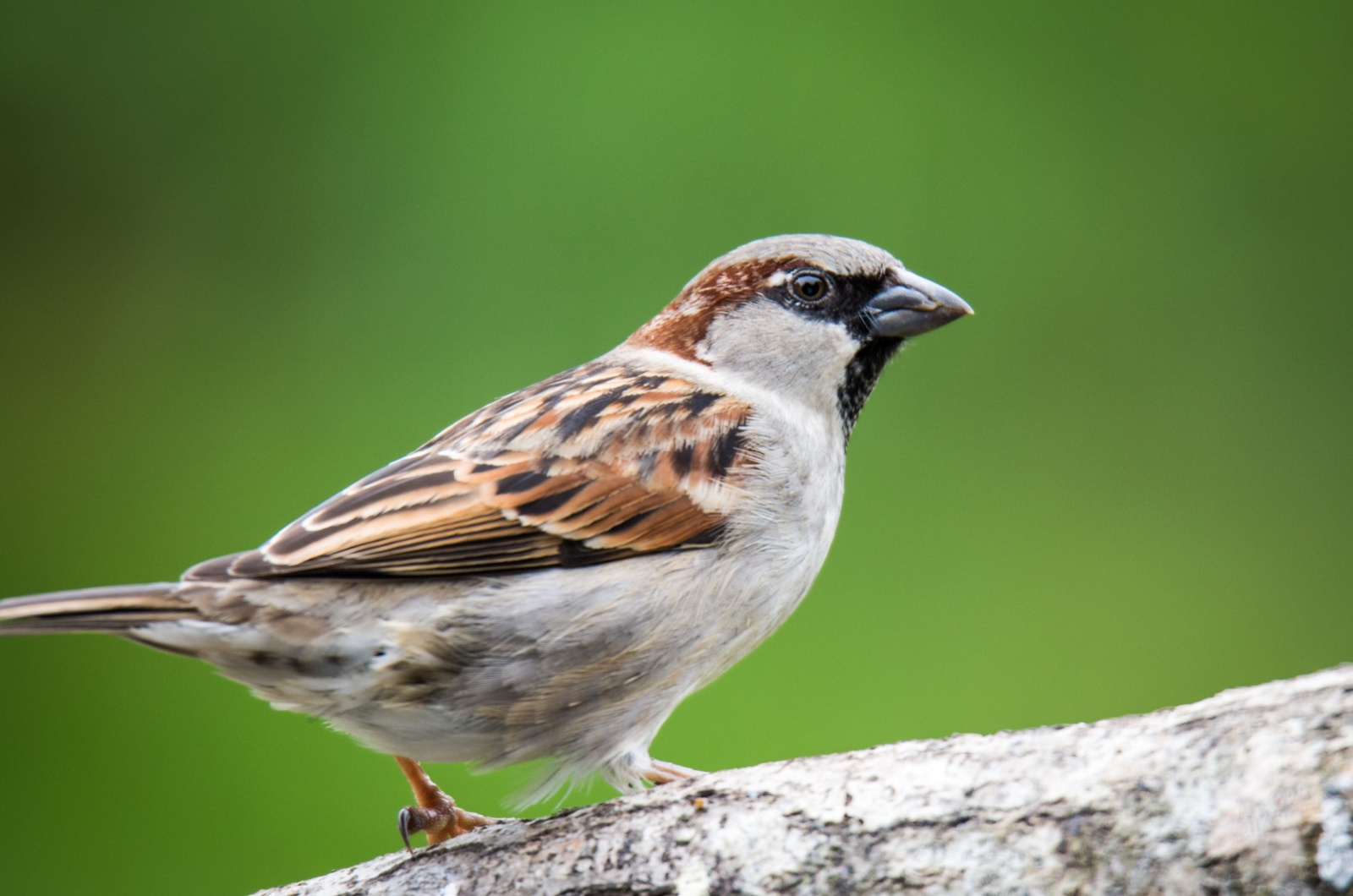 house sparrow