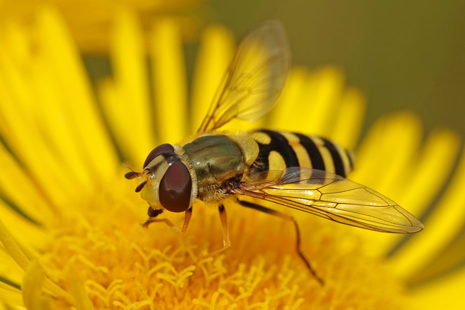 hoverflies