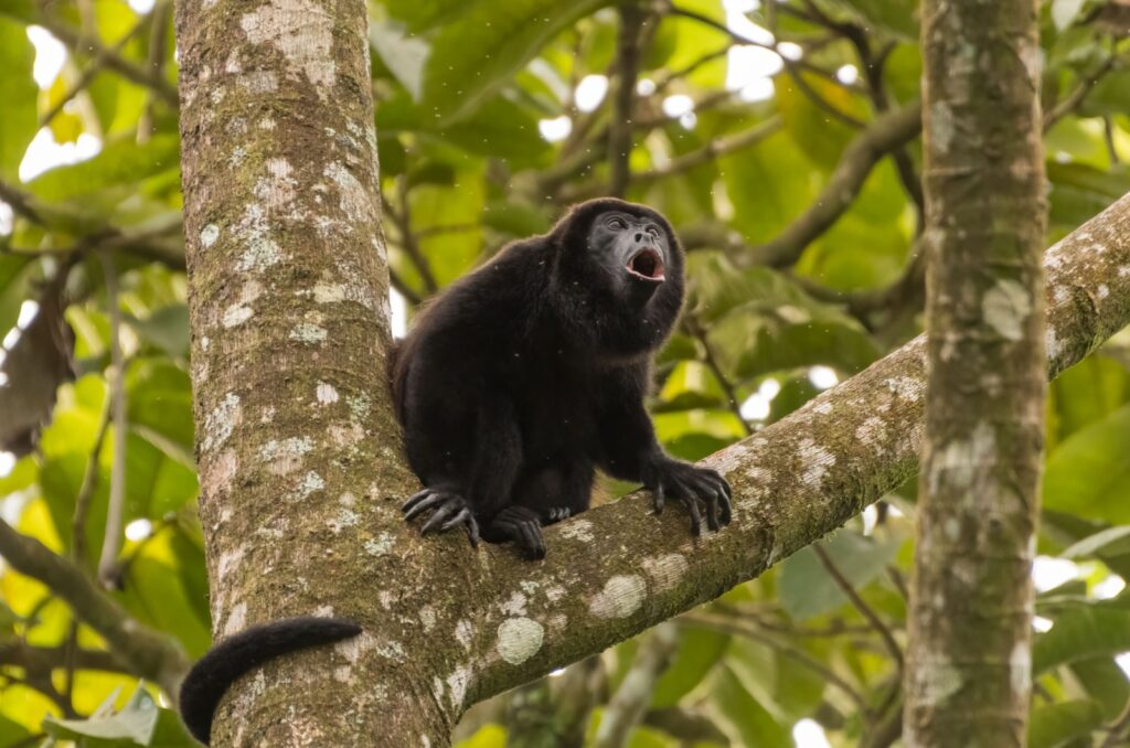 howler monkey