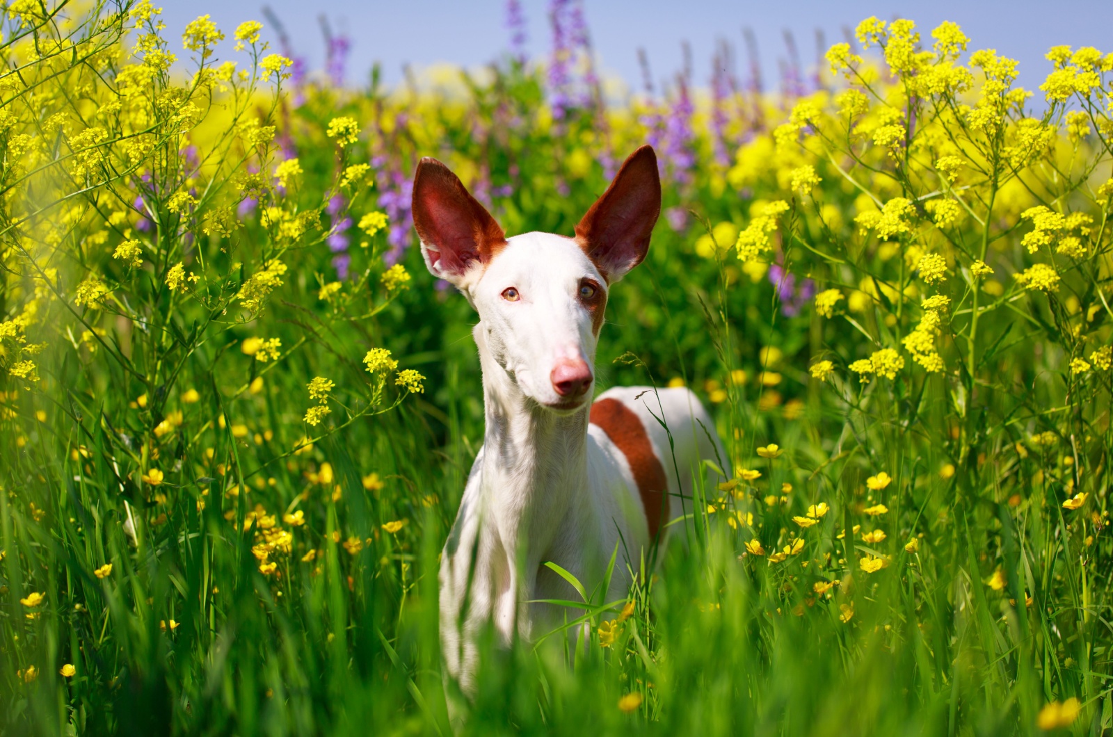 ibizan hound