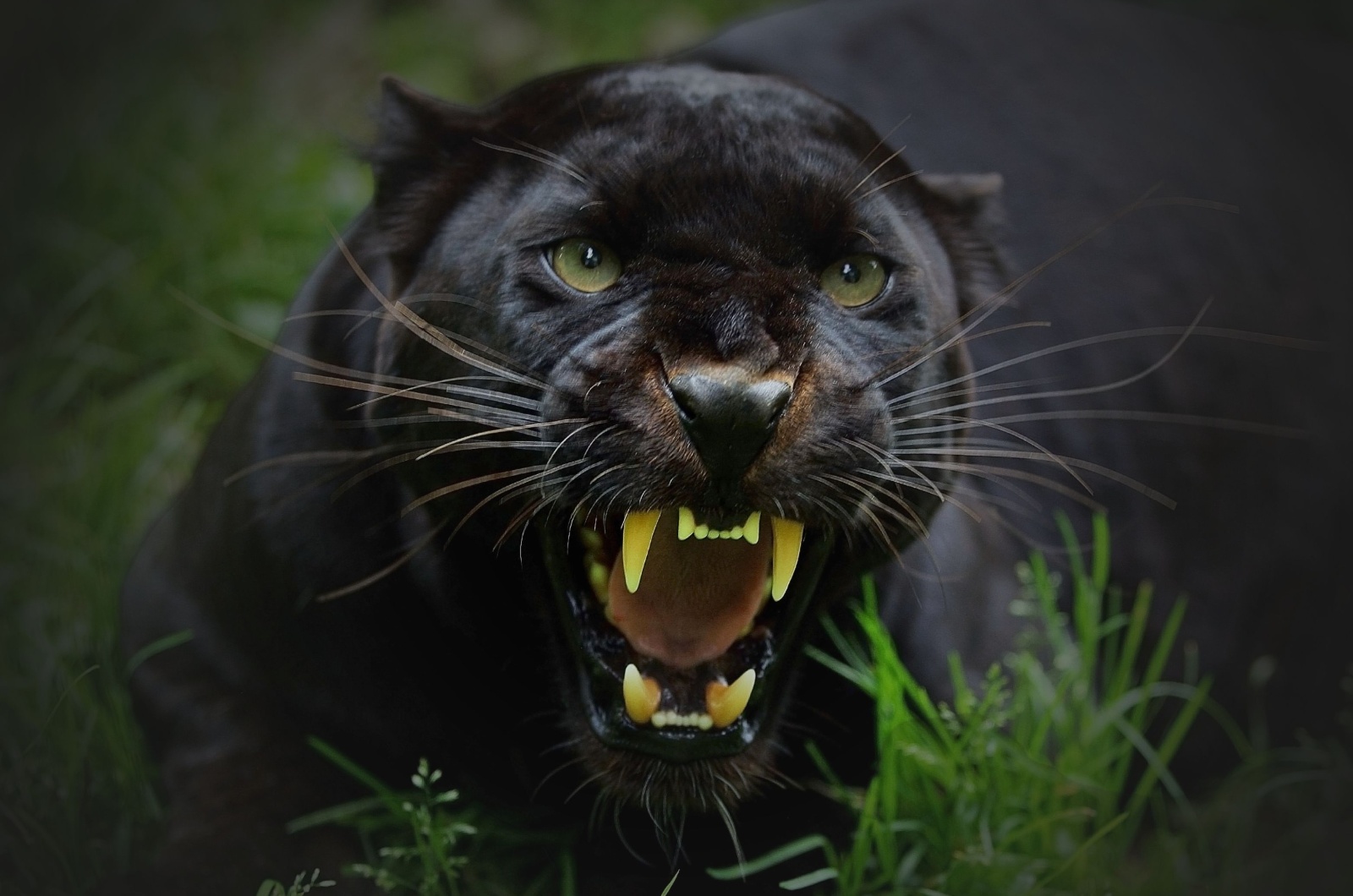 jaguar growl