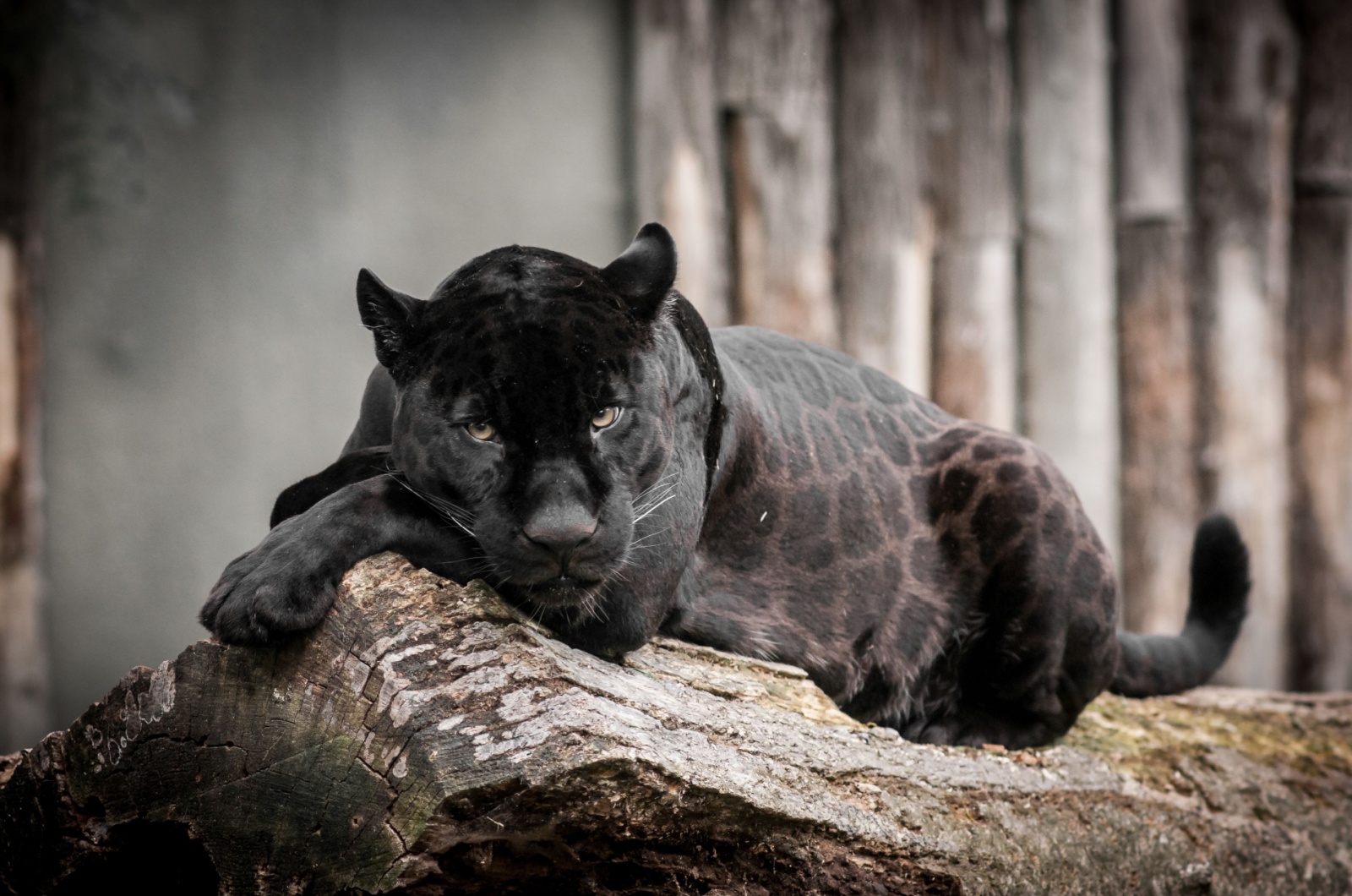 jaguar sleeping